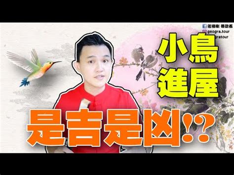 家裡有鳥巢代表什麼|家裡有鳥巢怎麼辦？